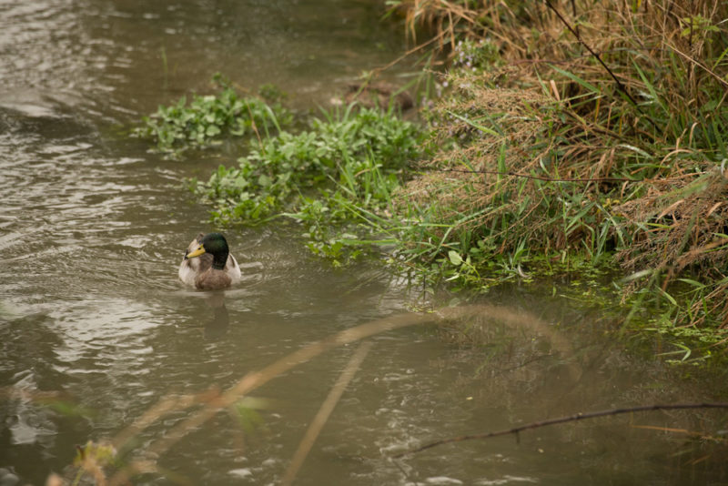 Duck in water
