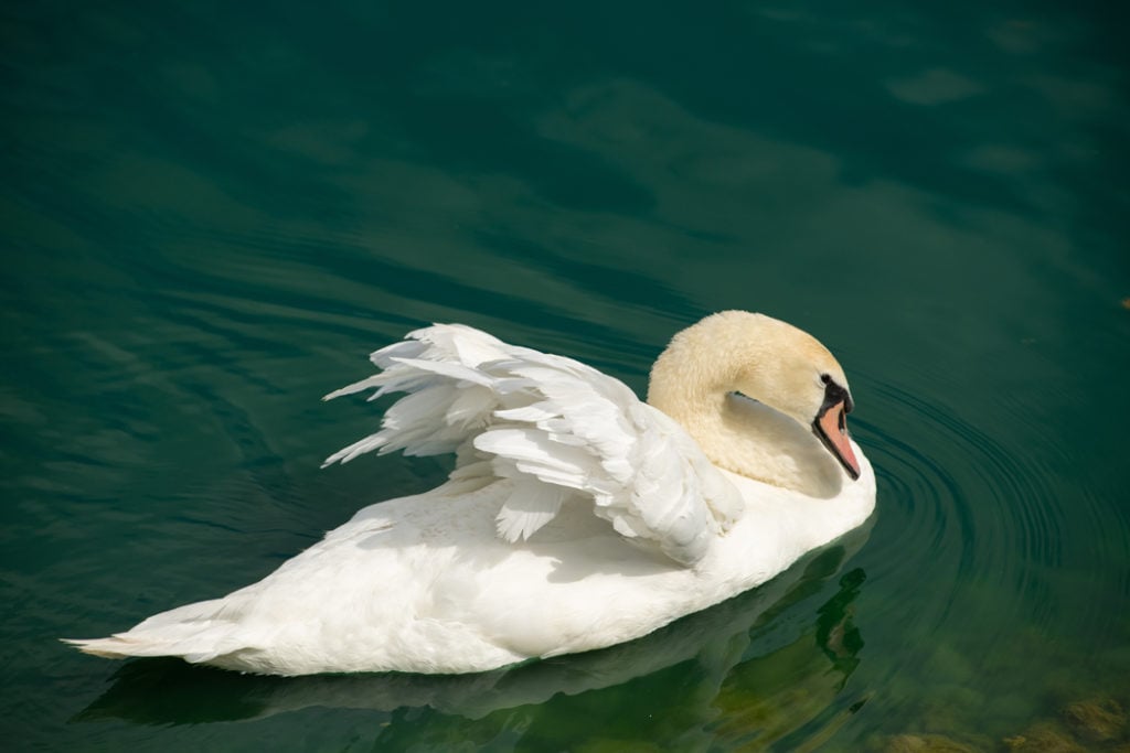 Swan