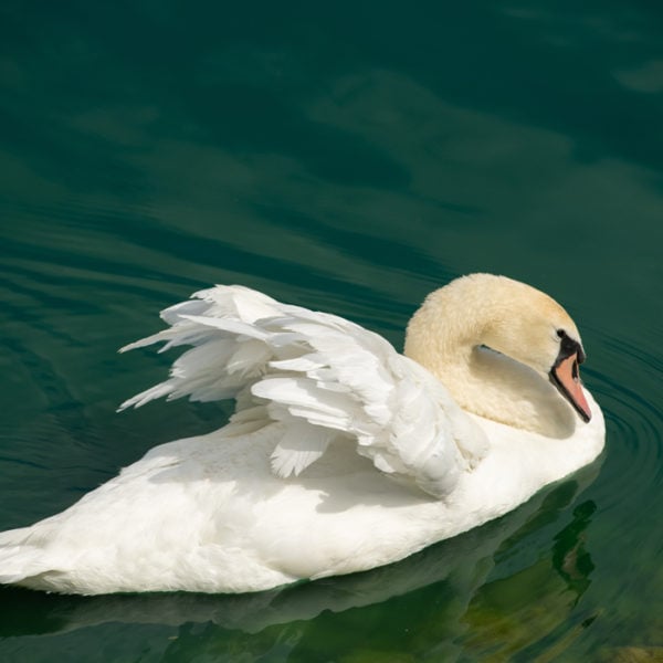 Swan