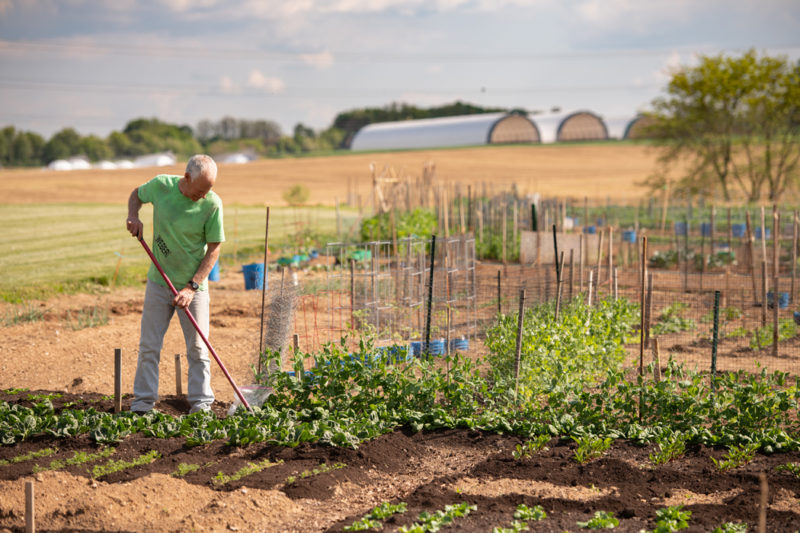 Man working in the garden