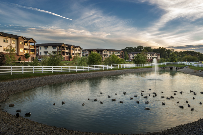 Pool with ducks