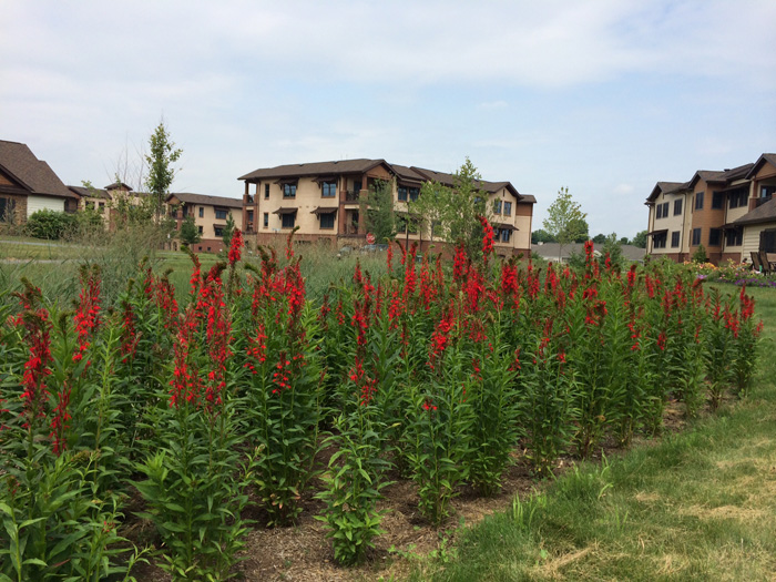 Red flowers by building