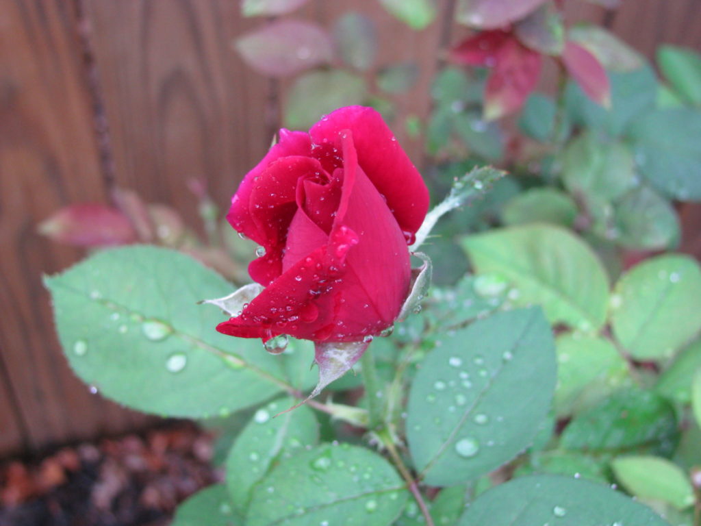 red rose