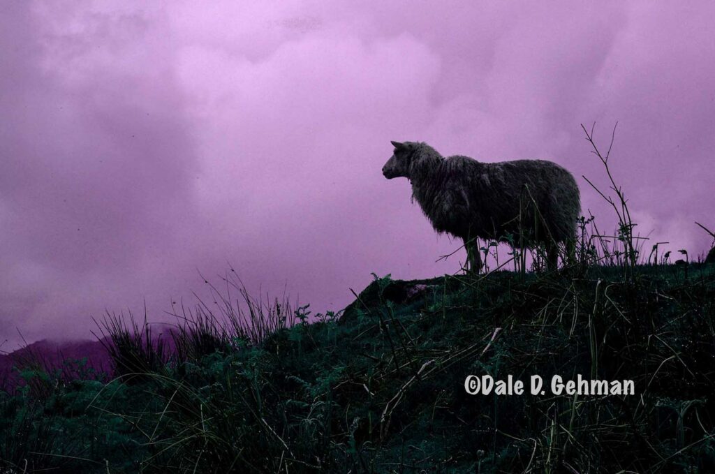 A sheep standing on a hill. 