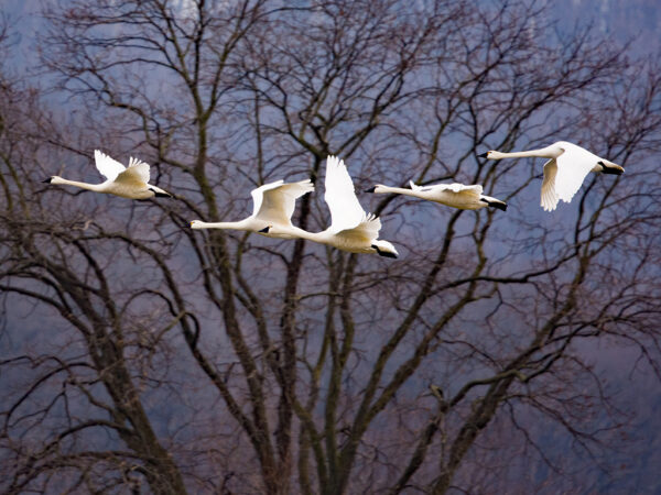 Birds flying
