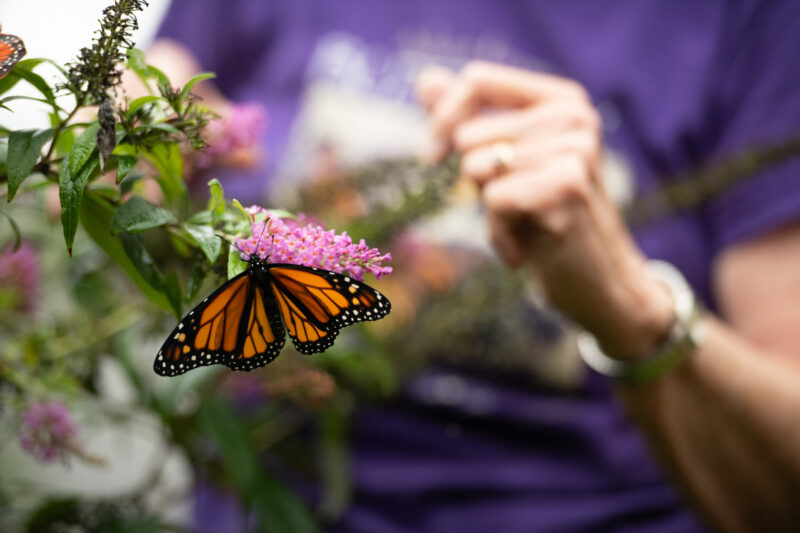 Butterfly on a flower.